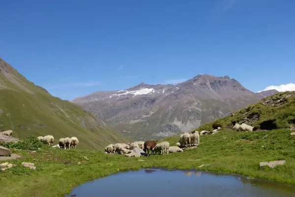 moutons en alpage
